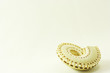 Unique view of seashell