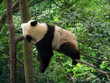 panda qui dort