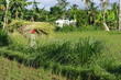 Paysan Balinais Paysan Balinais