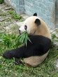 panda géant
