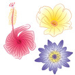 three color flowers three color flowers