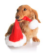 Naughty Santa dog