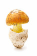 amanita caesarea