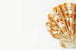 Seashell