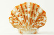Seashell