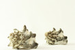 Seashells