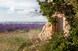 Shed in lavender