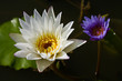 White and violet waterlily