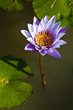 Violet waterlily in the pond