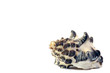 Seashells