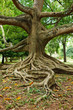 Tree roots