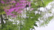 池に映る花と新緑の木