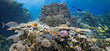 Coral scene - panorama