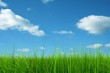 Green grass over a blue sky background Green grass over a blue sky background