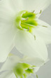 fleur blanche du lys de la Vierge