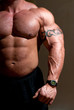 muscles