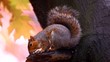 Squirrel in Autumn Squirrel in Autumn