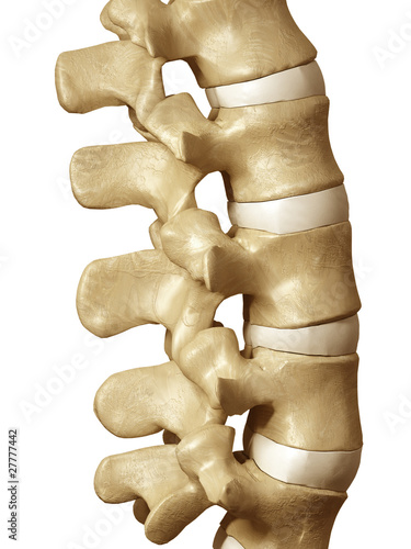 Illustration: Human spine Human spine