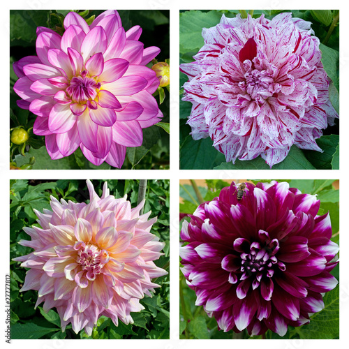 Photo: Dahlien - Kollektion Dahlien - Kollektion