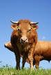 Krowa