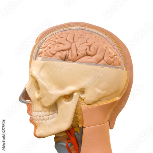 Photo: Human head anatomy Human head anatomy