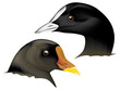 Oiseaux - Têtes de foulque et de poule d'eau