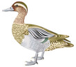Oiseaux - Sarcelle d'hiver