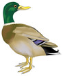 Oiseaux - Canard colvert