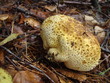 common earthball (Scleroderma citrinum) Kartoffelbovist