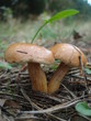 Jersey cow mushroom (Suillus bovinus), Kuhröhrling