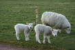 Lambs and mother