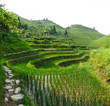 Rizières du Guangxi