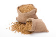 Wheat grain