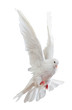 A free flying white dove isolated A free flying white dove isolated