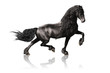 Photo : black friesian horse isoalated on white