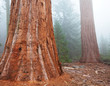 Sequoya