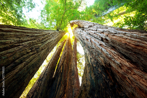 Photo: Sequoya Sequoya