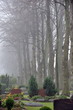 Personen spazieren im Morgennebel auf dem herbstlichen Friedhof
