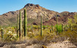 Saguaros in the Organ Pipe Cactus National Monument