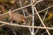 Ring-tailed Coati (Nasua nasua)
