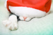 cat in christmas the Santa's hat