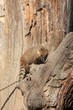 Ring-tailed Coati (Nasua nasua)