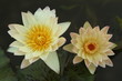 Two water lily Two water lily