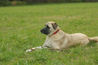 kangal hündin
