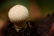 Flaschen-Stäubling (Lycoperdon perlatum)