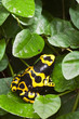 Black and yellow tropical poisonous frog of the rain forest Black and yellow tropical poisonous frog of the rain forest