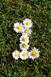 Daisy Flower Number One Daisy Flower Number One