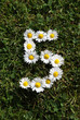Daisy Flower Number Five Daisy Flower Number Five