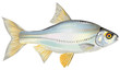 Vector: Poissons - Gardon Poissons - Gardon