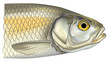 Poisson - Chevesne
